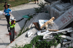 国际搜救犬搜救比赛在京举行