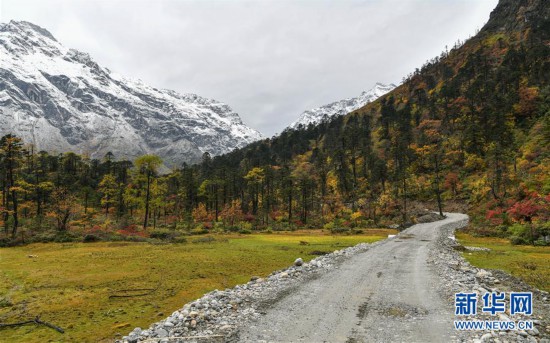 （环境）（1）西藏派墨农村公路秋色如画