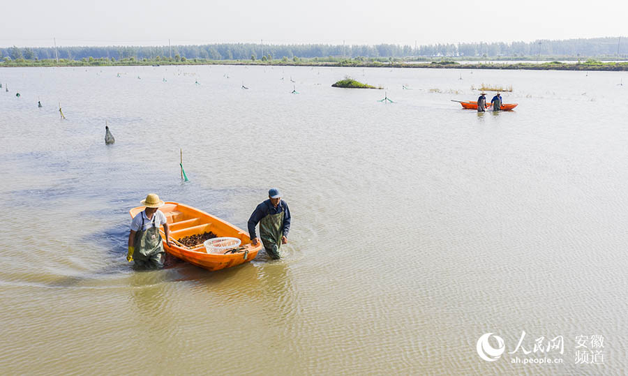 沱湖乡大岗村稻虾养殖基地，工作人员在虾塘里捕捞小龙虾。张俊 摄