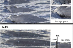 长这样！中国研究团队在南海首次发现神秘喙鲸