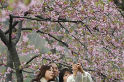 2021武汉东湖樱花节开幕