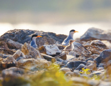 数量稀少，河燕鸥保护再升级—— 守护燕鸥 在河之洲