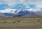 依法守護青藏高原生靈草木、萬水千山——青藏高原生態保護法亮點解讀