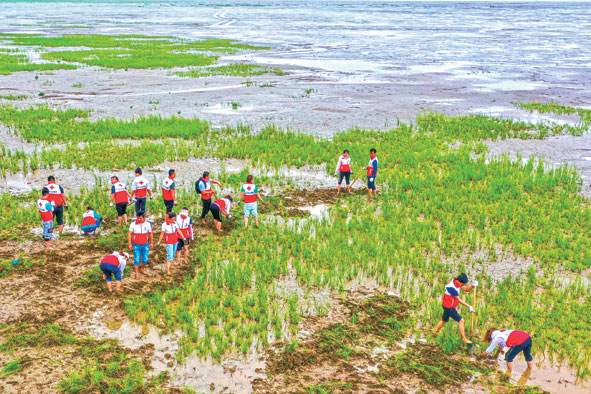 “护堤能手”缘何成“海滩霸主”？外来入侵物种互花米草泛滥难治透视